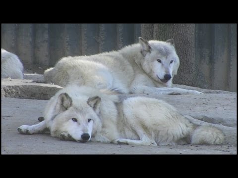 timber wolf