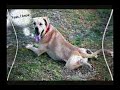 When hell Freezes Over... or Dogs Fly