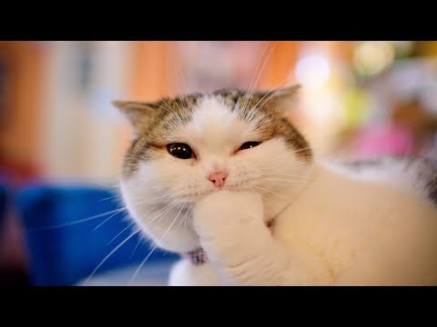 TRY NOT TO LAUGH [IMPOSSIBLE] [CLEAN] Funny Animal Videos - Funny Cats And Dogs | 2020 Compilation