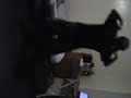 Bently wu-tang D-mac.mp4