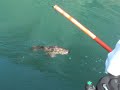 ling cod fishing in canada