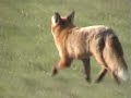 Líška (Vulpes vulpes)