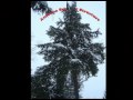 CQWW160 CW, Jan. 29-31, 2010