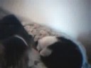 I love cats
