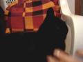 videos de kara kedi zindan-Zindan kameraya saldırıyor :D