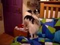 Japanese Chin video