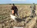 Борзые работают по зайцу :: ...