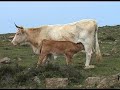 Luar Na Lubre - Canto De Andar (Camiños da fin da terra)
