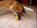 Clever Australian Cattle Dog