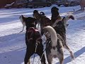Dog Sled Waiting To Launch 2