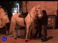 videos de scivola il cavallo tutto ok