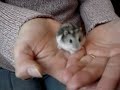 Sexing Dwarf Hamsters - Part 1 Sexing Dwarf Hamsters - Part 1