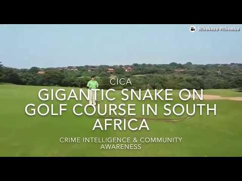 Enormous Rock Python Snake Crosses Golf Course In South Africa
