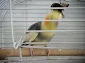 Bird Loves Usher