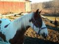 videos de OTMA RESCUE HORSES 12/4/08