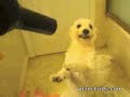 Dog vs Blowdryer