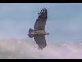 Condor Condor