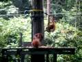Sepilok Orangutan Sanctuary and Rehabilitation Centre