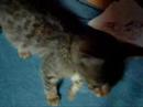 Joolie the cat