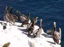 Pelicans at La Jolla Cove San Diego Pelicans at La Jolla Cove San Diego