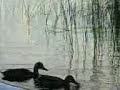 ducks