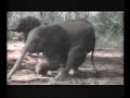 drunk animals