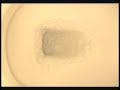 Ode to a Toilet Ode to a Toilet