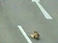 Perrito rescata a su amigo atropellado en autopista en Santiago. Aperrado!!!