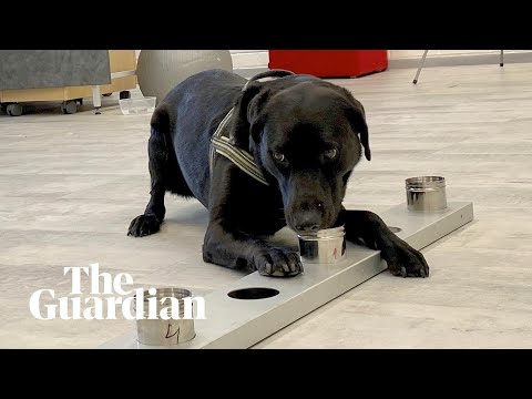 Video | Honden doen corona-check in Finland