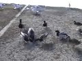 Feeding the Ducks in Anne Morrison Park - Boise, Idaho