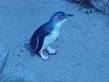 Little Pengiun \