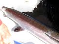 Port Canaveral Florida Fishing- In the boat Port Canaveral Florida Fishing- In the boat