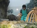 Disciplined  Sea Otters of (Osaka) Japan ...!!!