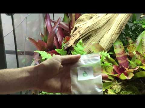 YouTube reptile video