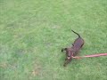zoey - road runner