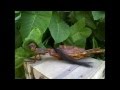 CRYPTOZOOLOGY 2012 - Wild and Freaky!