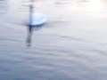 bammin up eh swans =  