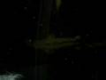 videos de Bichirs Closeup 4