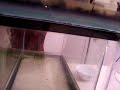 Baby  killifish