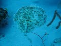 caribbean-torpedo-ray-turks-and-caicos.html