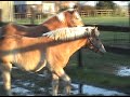 action action wild annika and sunny  watch compleet movie