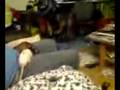 Saleris Ratten jump