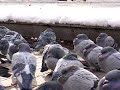 pigeons at odori-park,sapporo