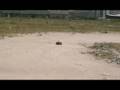 videos de TKO off-road party on 2008-09-07