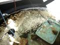 Para criar camarões, que serão utilizados para a pesca do Robalo na cidade de Laguna/SC 