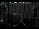Design Against Fur 2007 Animation competition : UK runner up