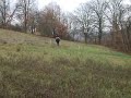 Tir à l'arc à cheval, on ne réussit pas toujours