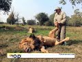 جدیدترین مدل ماساژ .... اینهم ماساژ شیرهای وحشی