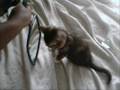 Silly Kitty Moments - Emo In Whos That Girl? Silly Kitty Moments - Emo In Whos That Girl?