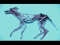 radiohead-dog-interface-hytte-38.html